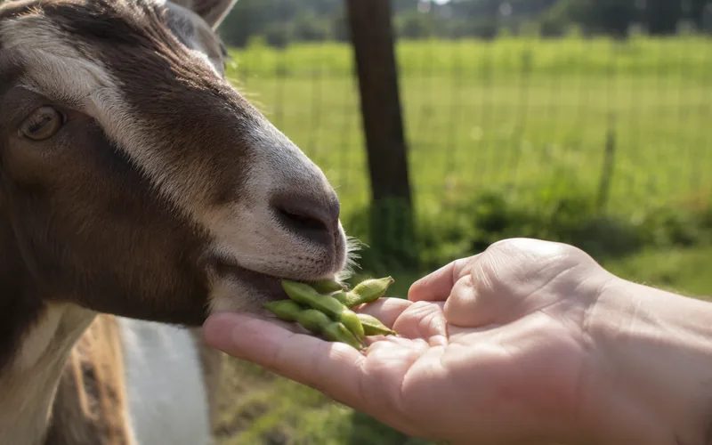 A goat chewing on green edamame pods held in a person's open hand
