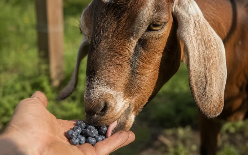 A brown goat eagerly eating fresh blueberries from a person's hand