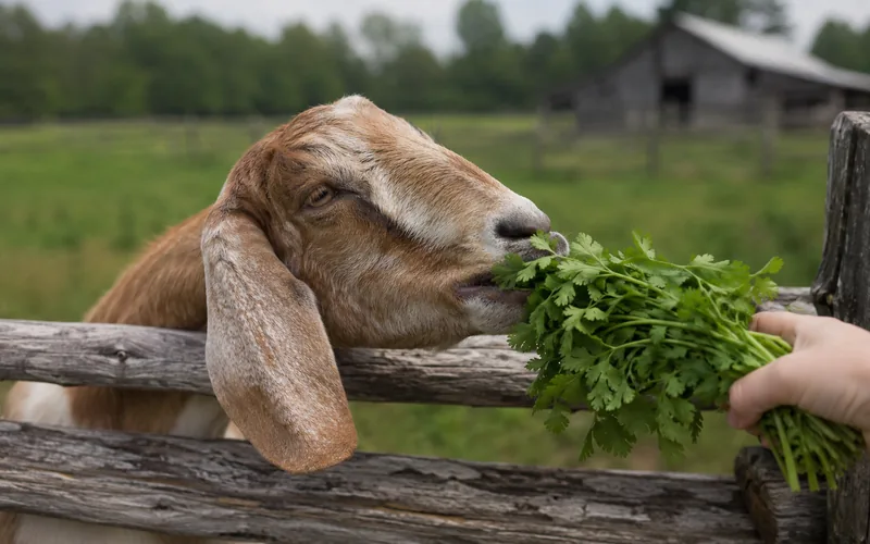 A goat reaching over a wooden fence to eat a bunch of fresh cilantro from a hand