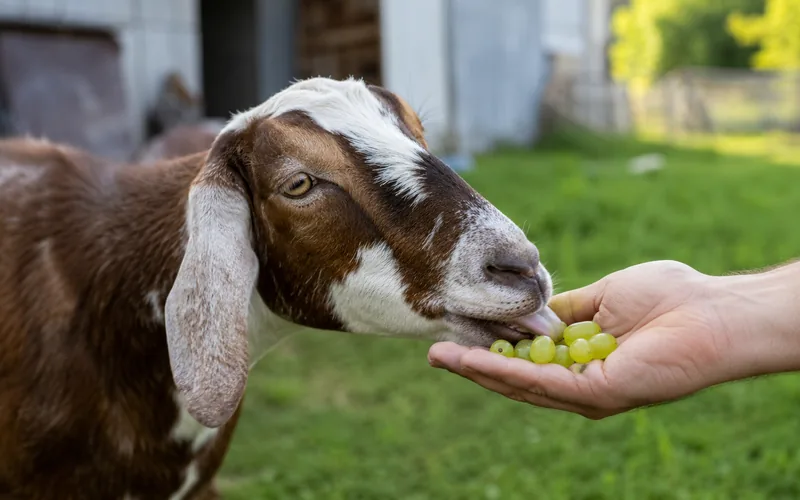 A brown and white goat eating fresh grapes from a person's open hand