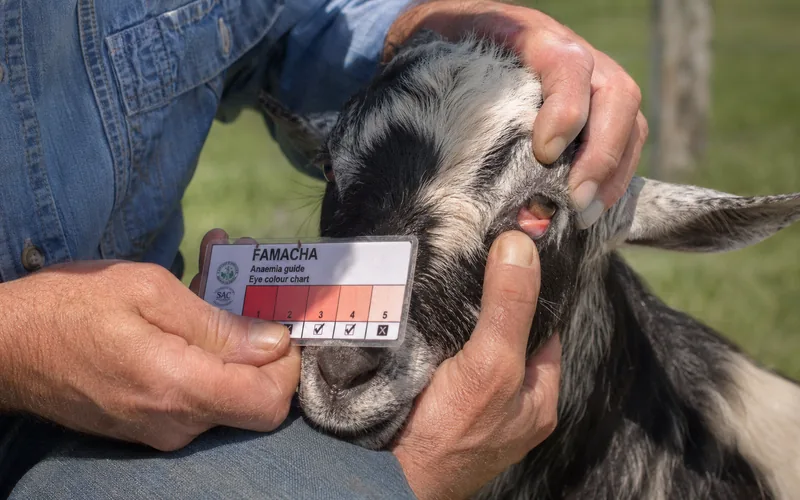 A farmer checking a goat's inner eyelid color using a FAMACHA scoring card in a pasture setting
