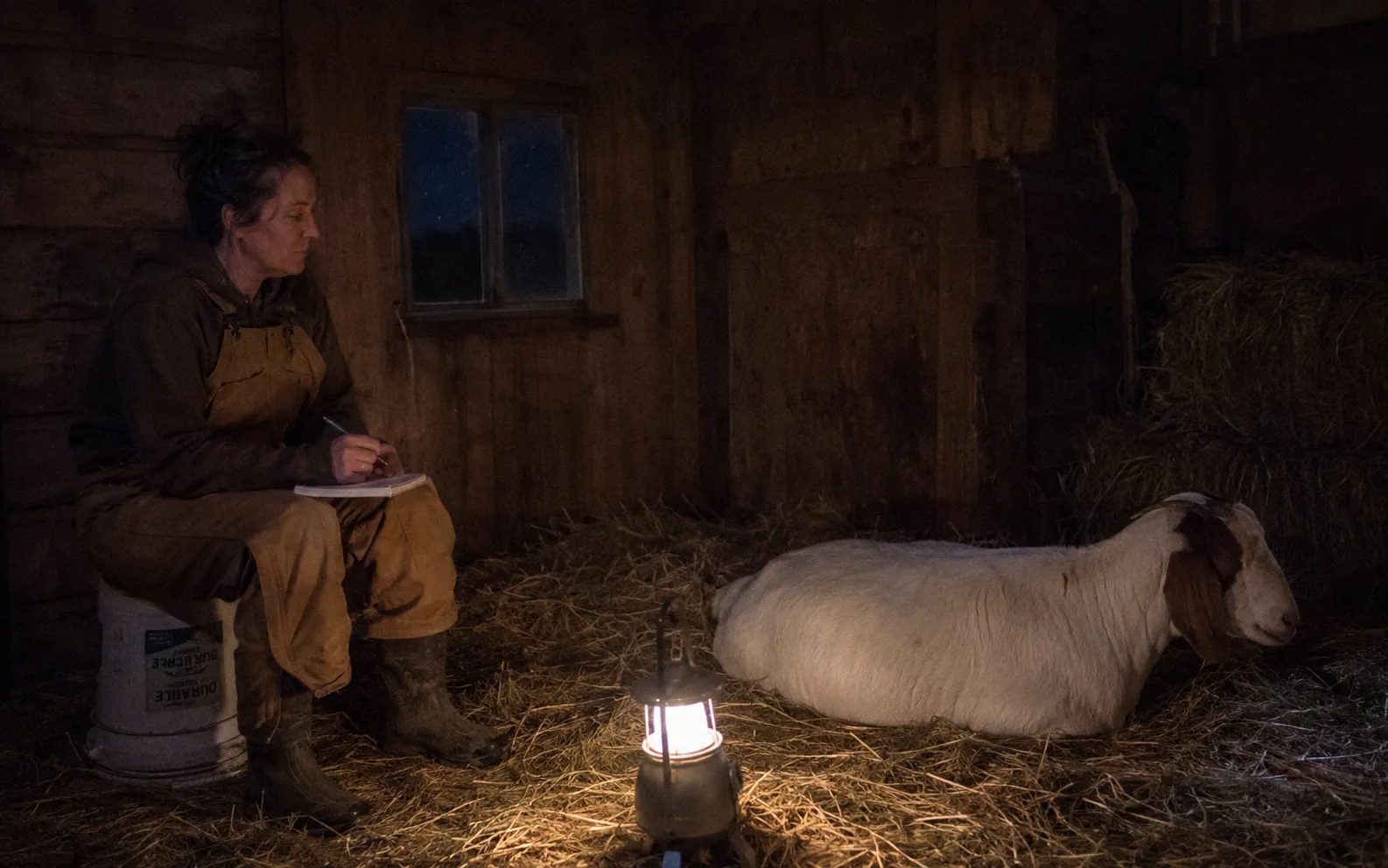 Goat farmer monitoring a doe during an extended multi-kid delivery