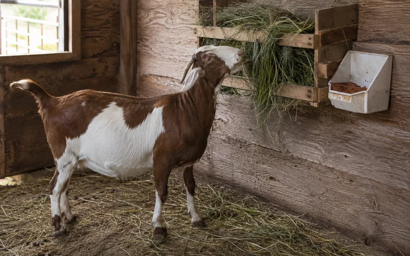 A goat feeding on green hay from a wooden rack next to a loose mineral feeder