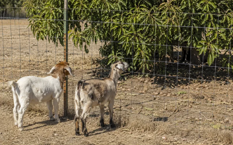 A sturdy fence separating a goat from a large avocado tree