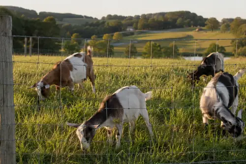 Goat Fencing: Best Types, Heights, and What Actually Holds Goats