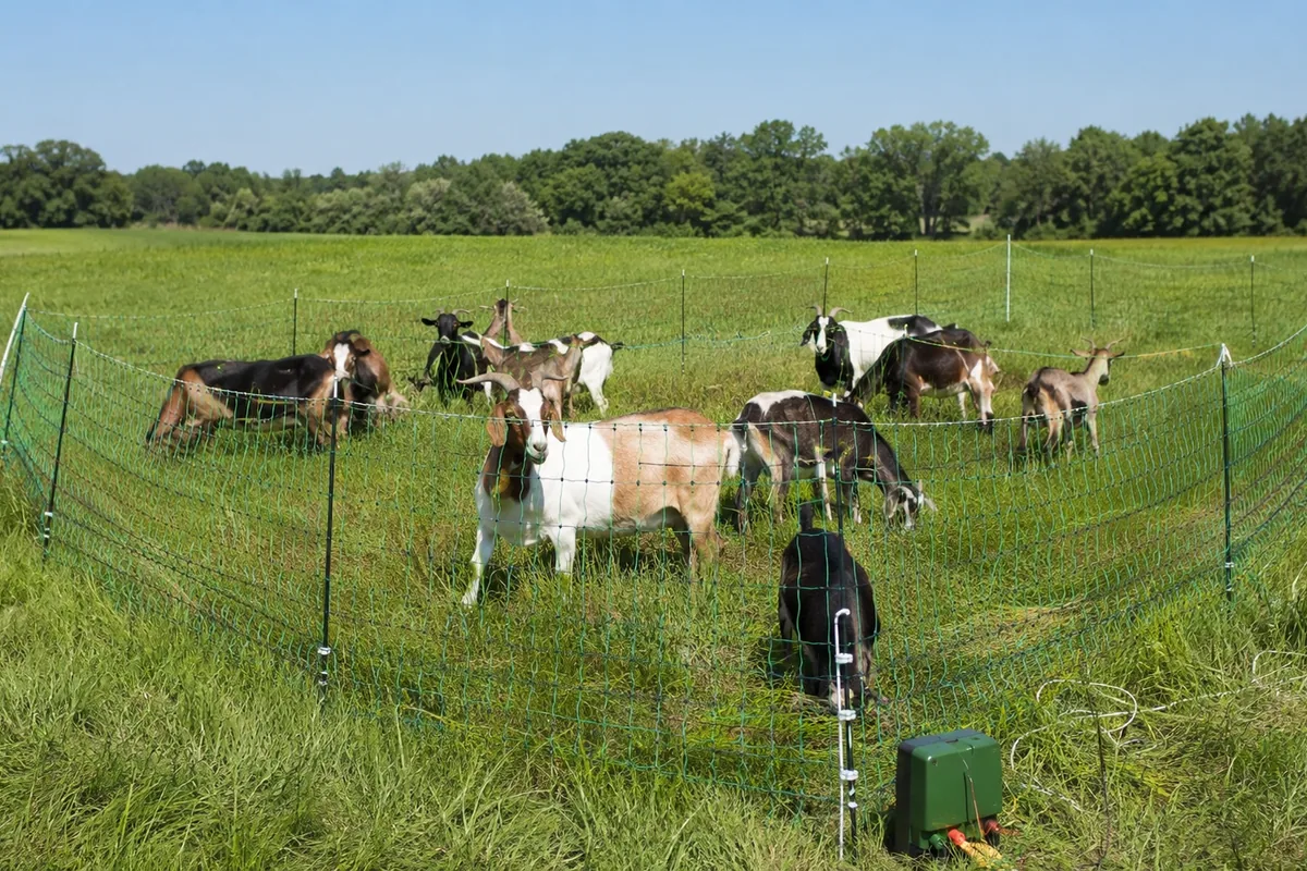 Portable electric netting set up around goats on fresh pasture for rotational grazing