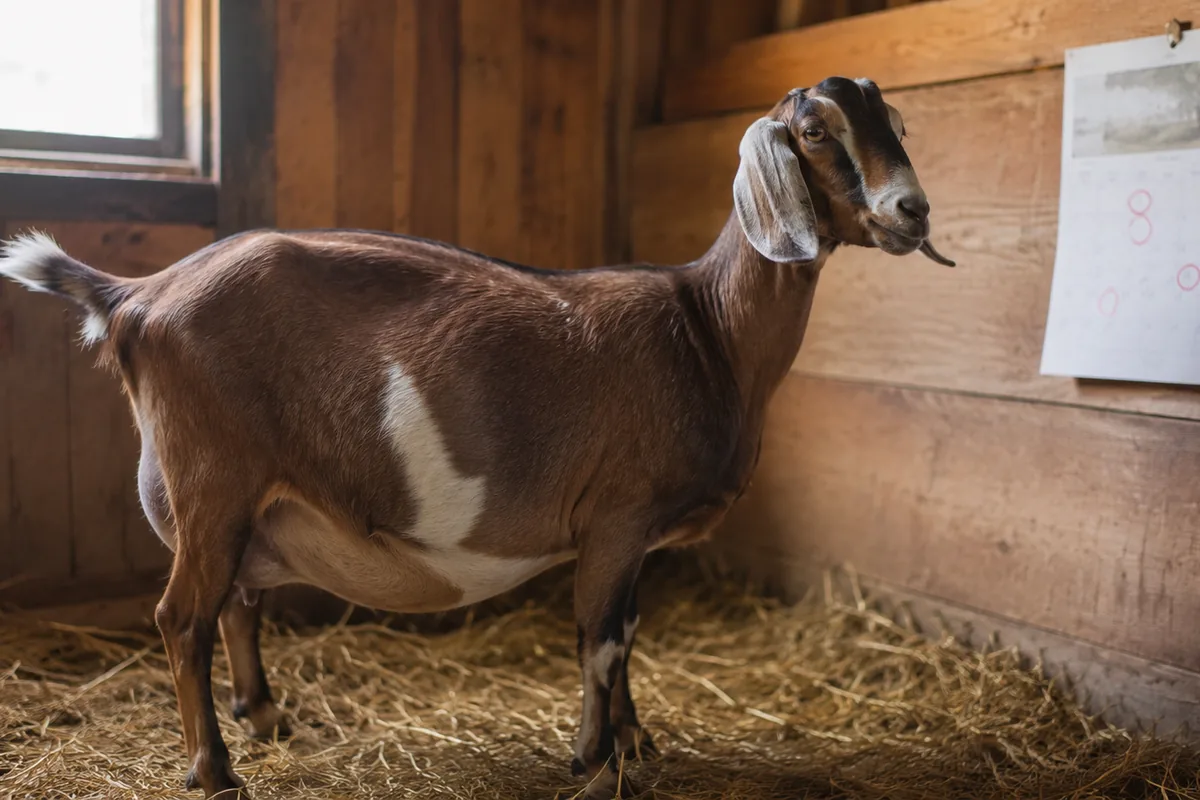 A pregnant doe standing in a clean barn stall in late gestation