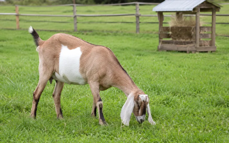 A healthy Nubian goat grazing on lush green summer pasture with a wooden hay feeder visible in the background