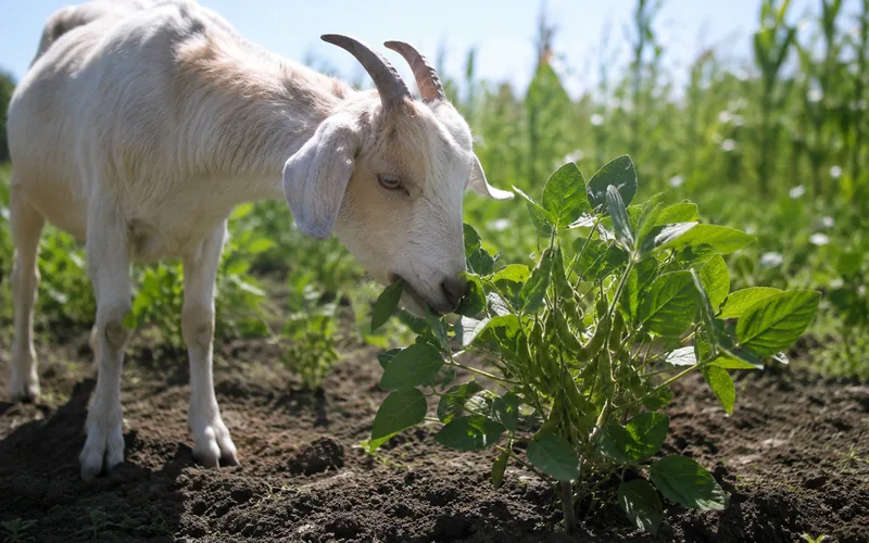 A goat grazing on leafy green soybean plants in a sunny garden plot