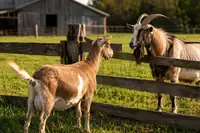 Goat Heat Cycle: Signs of Heat and the Best Time to Breed
