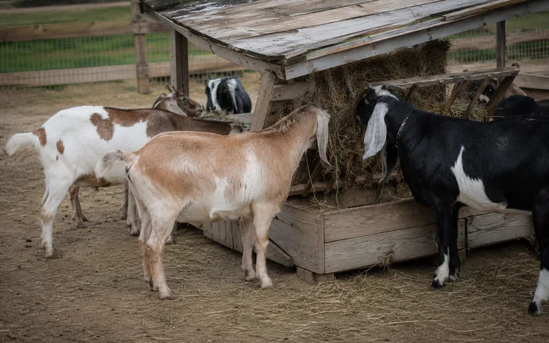 A small goat herd feeding at a covered hay feeder