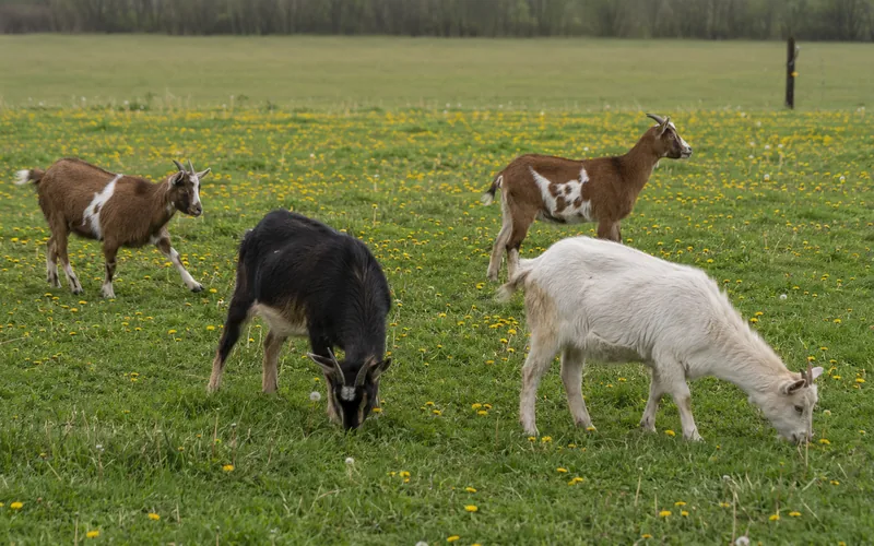 A small herd of goats browsing through a pasture full of yellow dandelion flowers