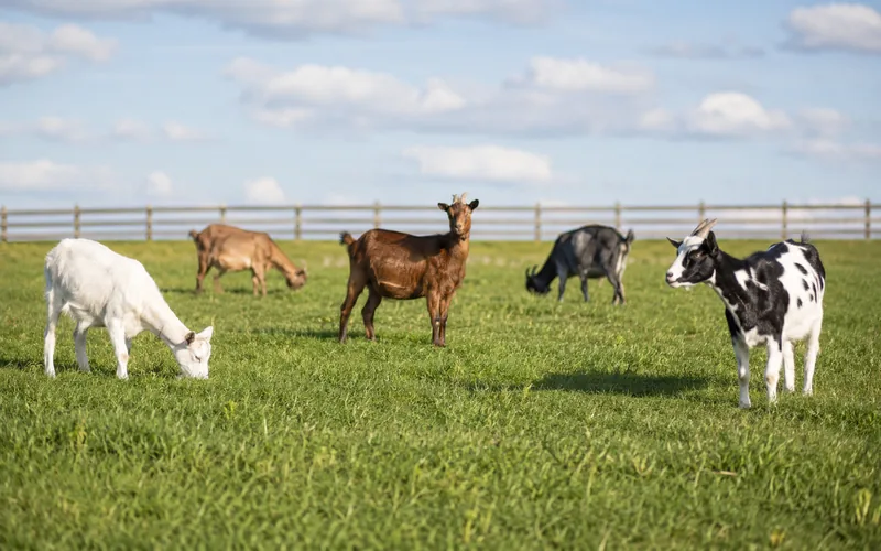 A small herd of mixed dairy goats grazing peacefully in a lush green pasture on a sunny farm