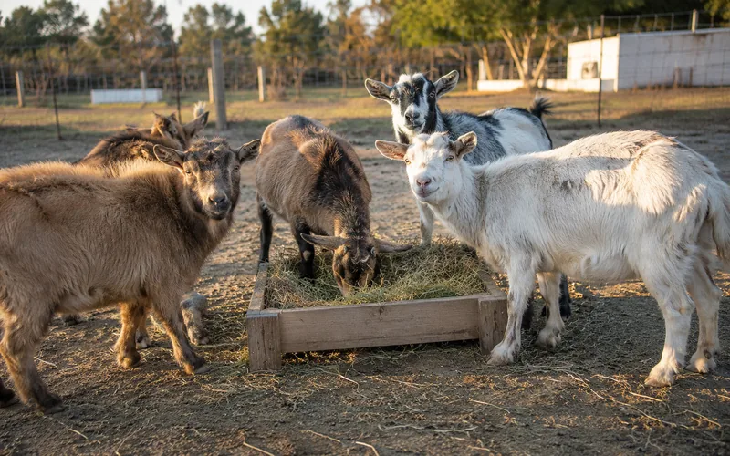 A small herd of goats gathered at a feeder eating hay and treats