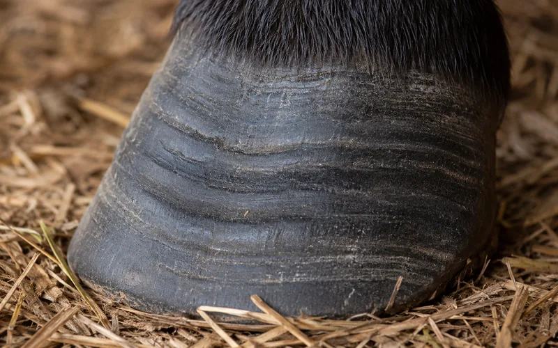 Close-up of a goat hoof showing horizontal ridged growth rings from a past laminitis episode