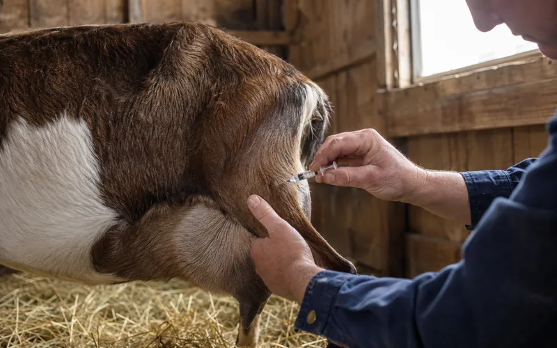 A veterinarian giving a pregnant goat an intramuscular injection to induce labor in a clean barn stall