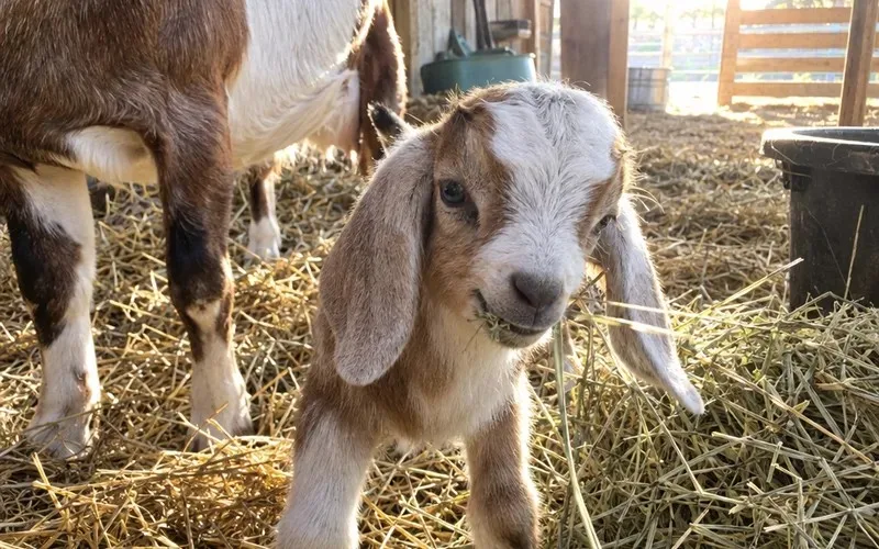 Young goat kid nibbling hay in a straw-bedded pen