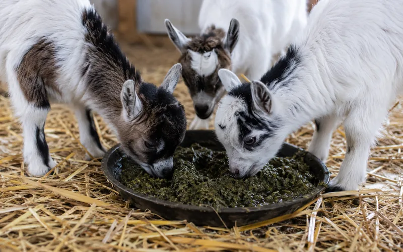 Goat kids eating a soaked feed mash from a low pan