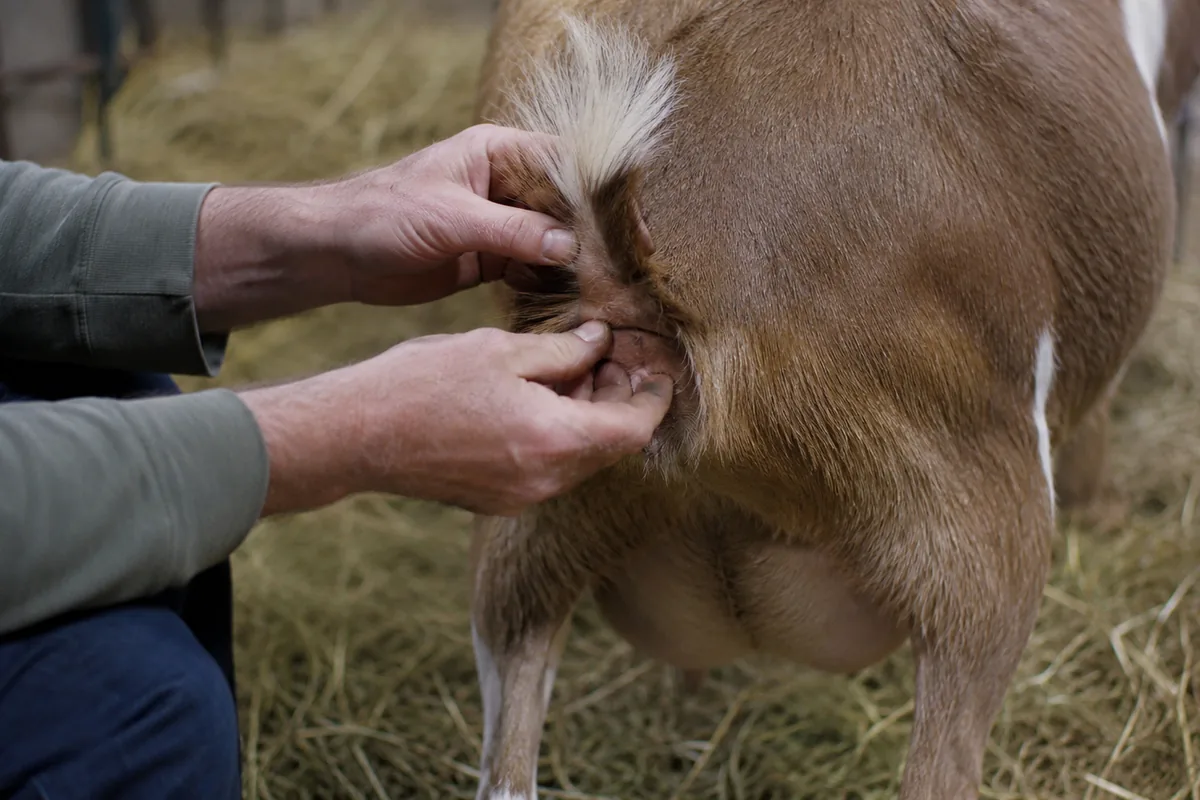 Goat owner checking a doe's tailhead ligaments for signs of labor