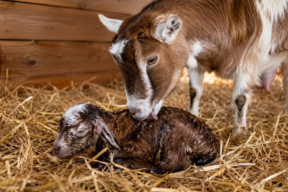 A doe licking her newborn kid clean in the kidding stall