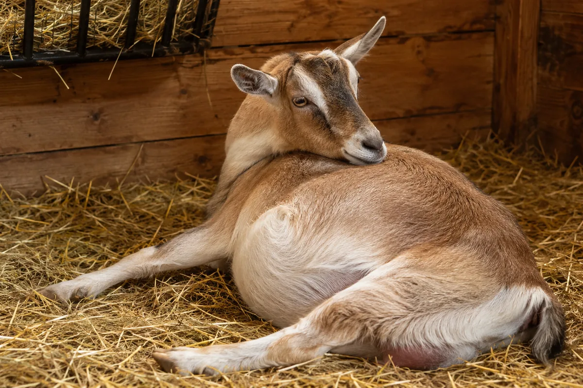 A heavily pregnant doe resting in deep straw in a kidding stall
