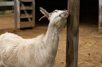 Goat Lice: How to Identify, Treat, and Prevent Them