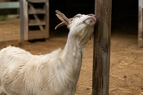 A goat scratching against a fence post, a common sign of lice