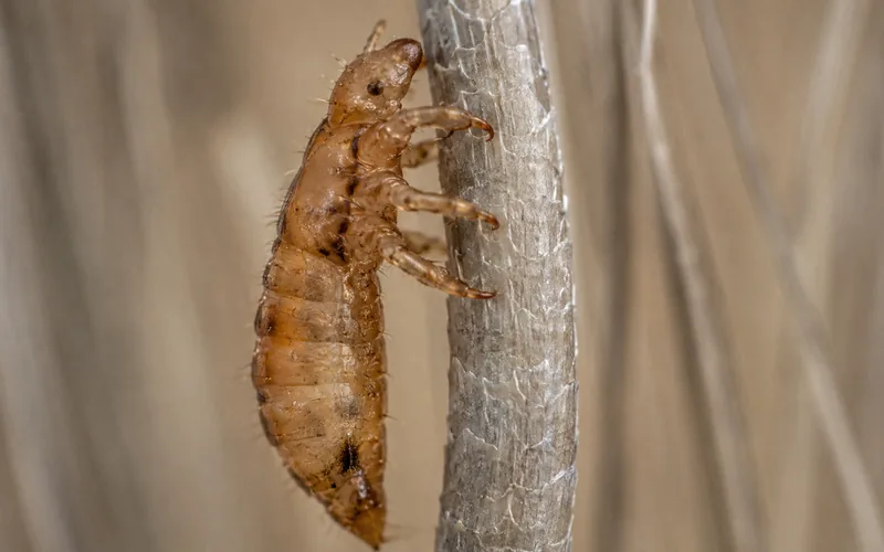 Extreme macro close-up of a louse clinging to a goat's hair shaft with claw-like legs