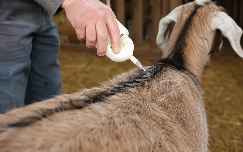 Applying a pour-on lice treatment along a goat's topline