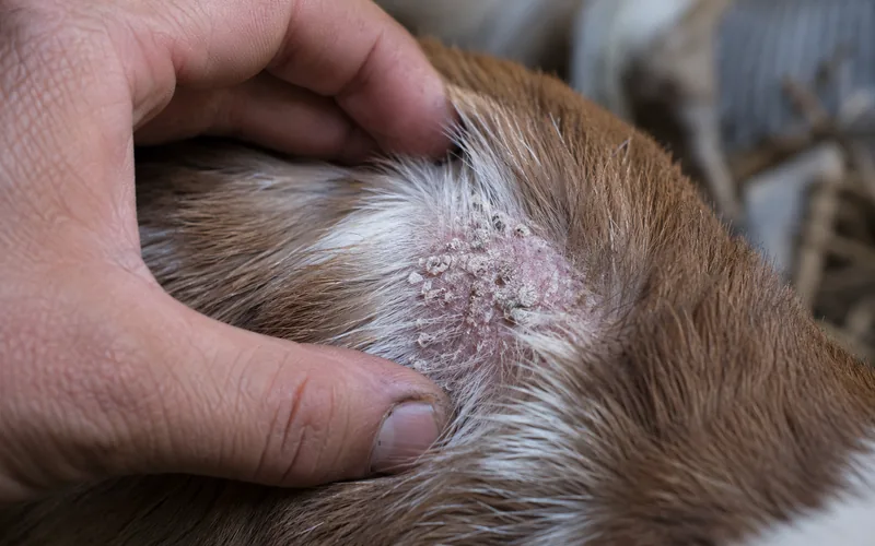 Close-up of a goat's skin showing flaky scurf and lice along the part line