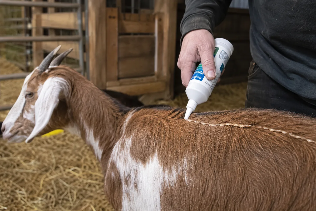 Applying a topical pour-on lice treatment along a goat's back
