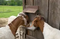 Goat Minerals: Best Loose Minerals, Copper, and How to Feed Them
