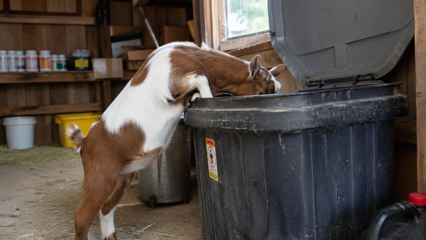 Goat investigating an open feed storage container on a farm