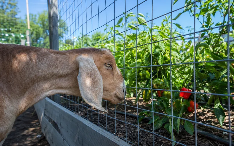 A Nubian goat pressing its nose to the wire fence of a vegetable garden with pepper plants growing inside