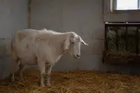 Goat Not Eating? Causes, What to Do, and When It's an Emergency