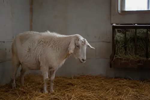 A dull goat standing off by itself in a barn, not eating with the herd