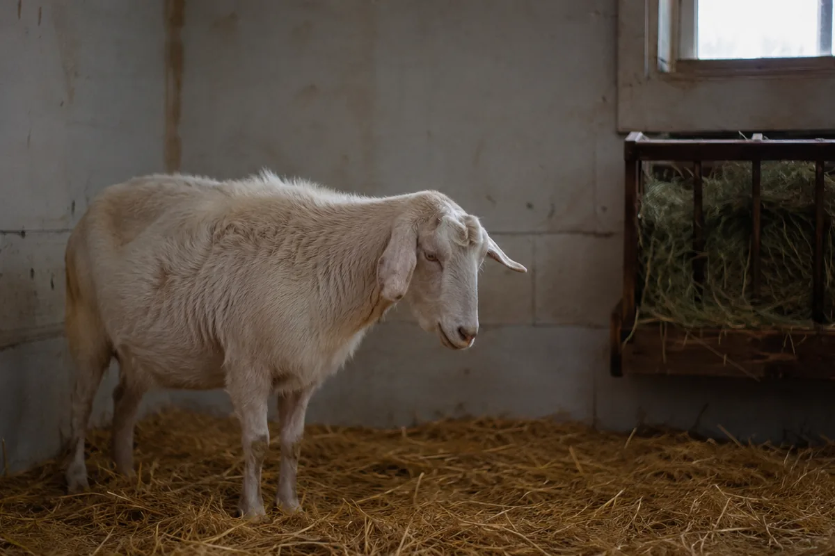 Goat Not Eating? Causes, What to Do, and When It's an Emergency
