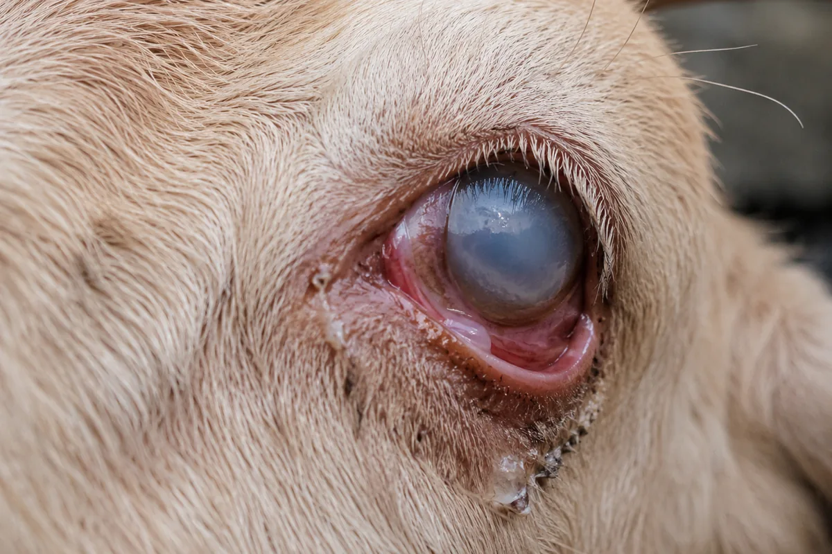Close-up of a goat's eye with a cloudy blue-white film and watering from pink eye