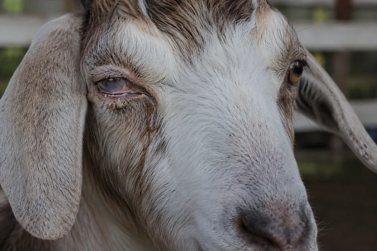 Close-up of a goat with a watery, cloudy eye showing signs of pink eye