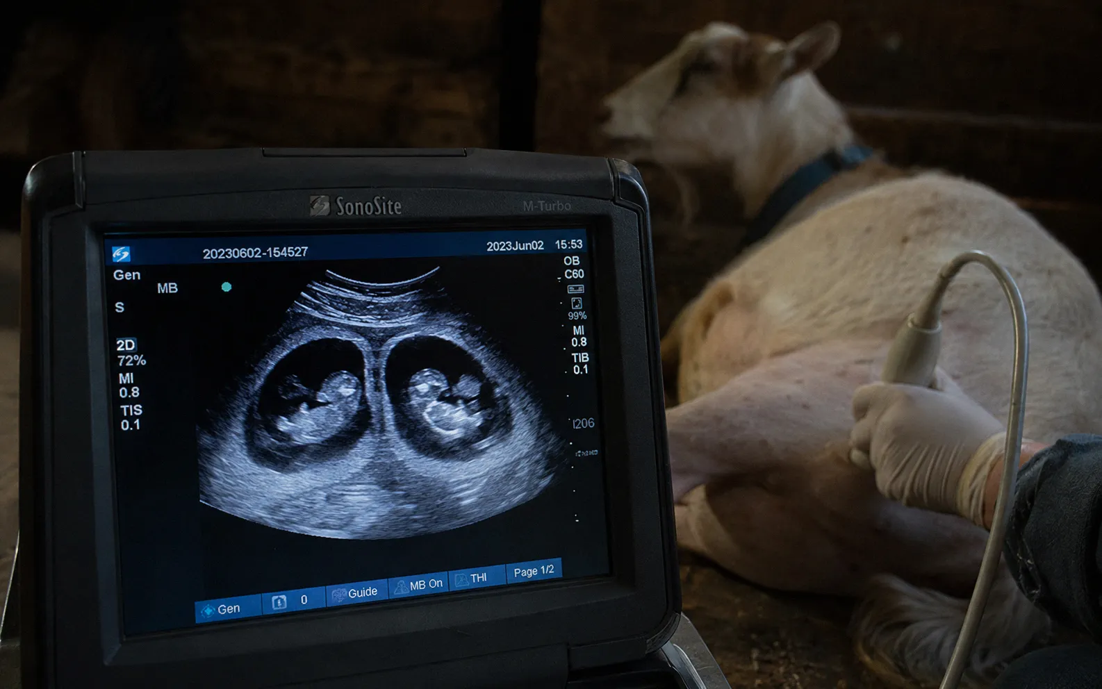 Diagram showing goat uterus with separate placental sacs for each kid