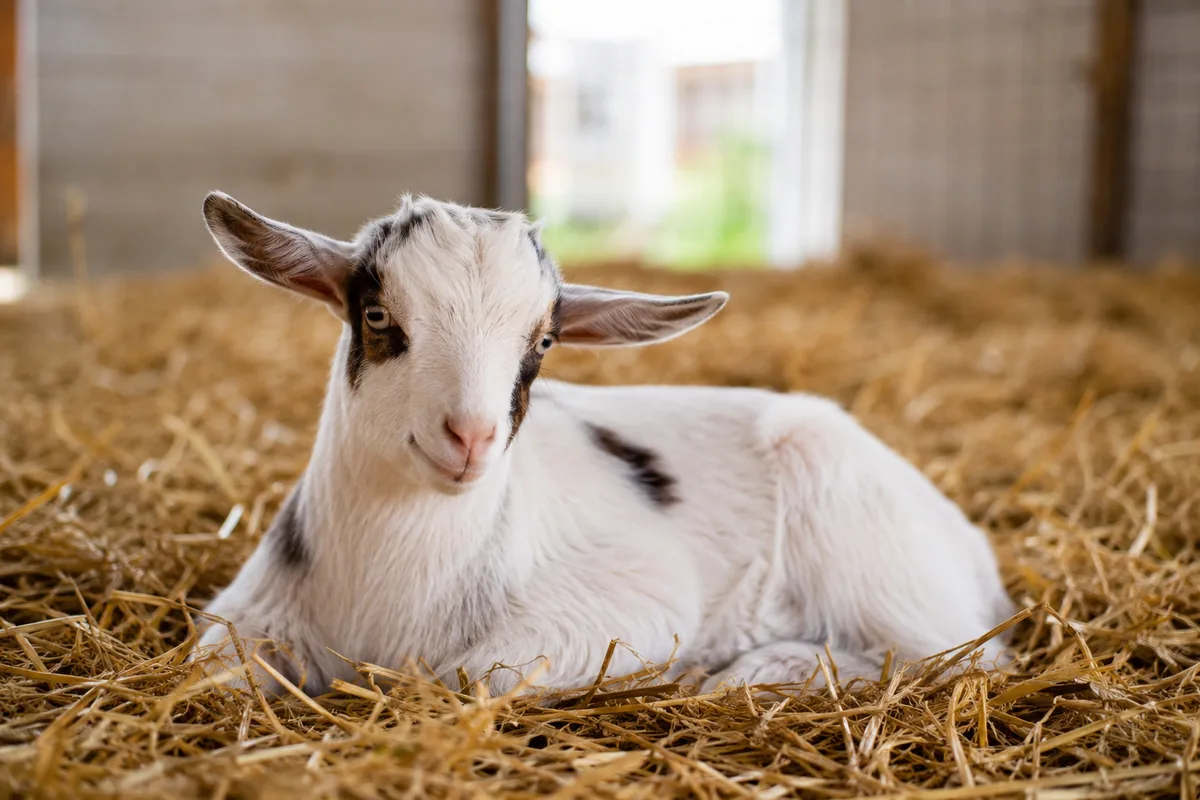 A young goat kid in clean dry bedding, the setup that prevents pneumonia in the most vulnerable goats