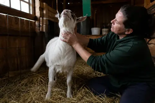 A goat with its head tilted and pressed back showing neurological signs, examined by its owner