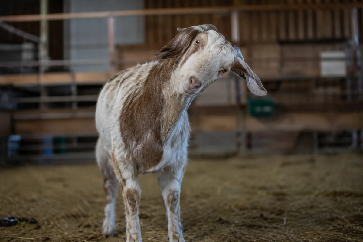 A goat holding its head tilted to one side, a classic sign of listeriosis