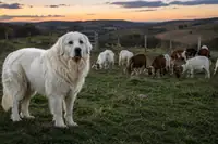 Goat Predators: How to Protect Your Herd from Coyotes, Dogs, and More