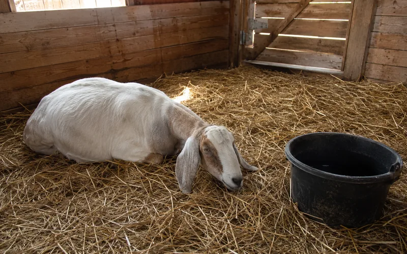 A goat resting alone in a clean straw-bedded stall with a bucket of fresh water nearby