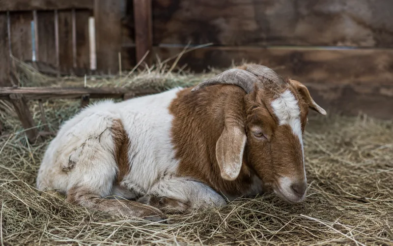 A goat resting quietly in a barn stall, showing signs of digestive discomfort