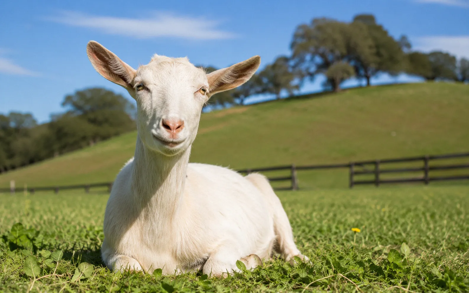 Healthy adult white dairy goat resting comfortably in a lush green pasture on a sunny day