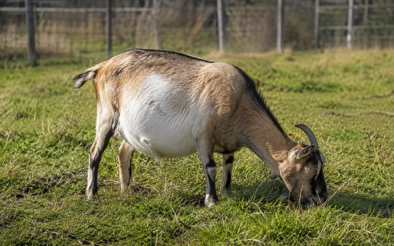 A goat with a full, rounded belly grazing contentedly on mixed pasture, showing healthy rumen activity