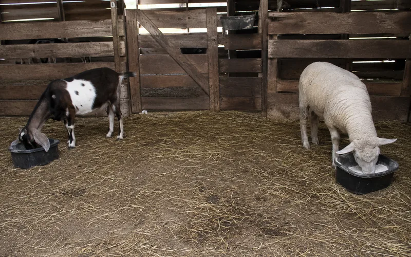 A goat and a sheep eating from separate mineral feeders placed on opposite sides of a shared barn pen