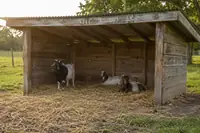 Goat Shelter Ideas: Types, Sizes, and Simple DIY Setups